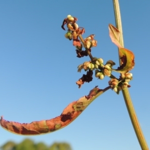 Rumex conglomeratus at Greenway, ACT - 19 Dec 2015