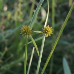 Cyperus sphaeroideus (Scented Sedge) at Greenway, ACT - 19 Dec 2015 by MichaelBedingfield