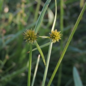 Cyperus sphaeroideus at Greenway, ACT - 19 Dec 2015