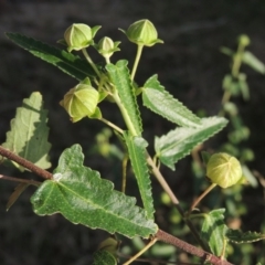 Pavonia hastata (Spearleaf Swampmallow) at Lake Tuggeranong - 19 Dec 2015 by michaelb