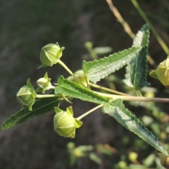 Pavonia hastata at Greenway, ACT - 19 Dec 2015 07:49 PM