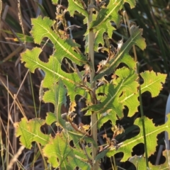 Lactuca serriola f. serriola (Prickly Lettuce) at Greenway, ACT - 19 Dec 2015 by MichaelBedingfield
