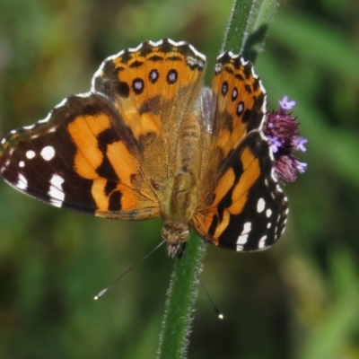 Vanessa kershawi (Australian Painted Lady) at Tidbinbilla Nature Reserve - 29 Feb 2016 by JohnBundock