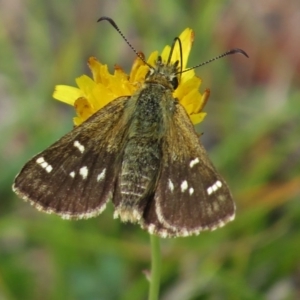 Atkinsia dominula at Mount Clear, ACT - 29 Feb 2016