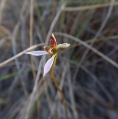 Eriochilus cucullatus (Parson's Bands) at Belconnen, ACT - 2 Mar 2016 by CathB