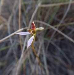 Eriochilus cucullatus (Parson's Bands) at Aranda Bushland - 1 Mar 2016 by CathB