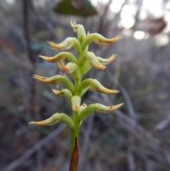 Corunastylis cornuta (Horned Midge Orchid) at Aranda Bushland - 1 Mar 2016 by CathB