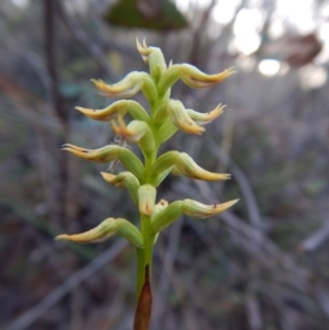 Corunastylis cornuta at Aranda, ACT - suppressed