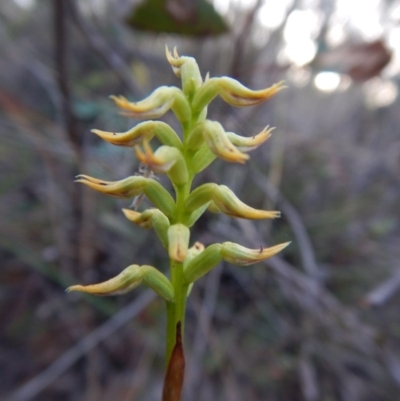 Corunastylis cornuta (Horned Midge Orchid) at Aranda, ACT - 2 Mar 2016 by CathB