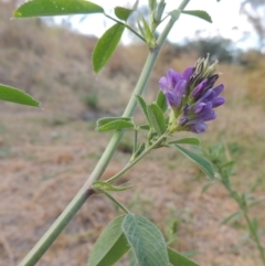 Medicago sativa (Lucerne, Alfalfa) at Point Hut to Tharwa - 24 Dec 2015 by michaelb