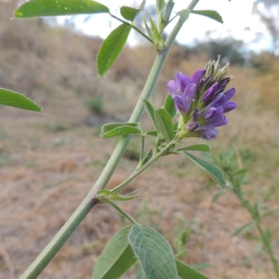 Medicago sativa (Lucerne, Alfalfa) at Point Hut to Tharwa - 24 Dec 2015 by michaelb