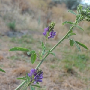 Medicago sativa at Tharwa, ACT - 24 Dec 2015