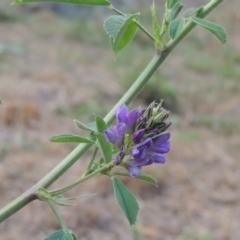 Medicago sativa at Tharwa, ACT - 24 Dec 2015