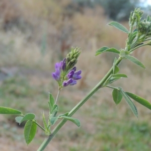 Medicago sativa at Tharwa, ACT - 24 Dec 2015