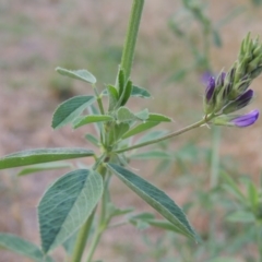 Medicago sativa at Tharwa, ACT - 24 Dec 2015