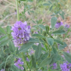 Medicago sativa at Calwell, ACT - 2 Mar 2016