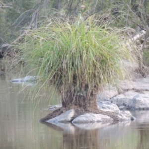 Carex polyantha at Greenway, ACT - 1 Mar 2016