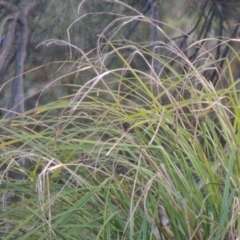 Carex polyantha at Greenway, ACT - 1 Mar 2016