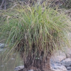 Carex polyantha at Greenway, ACT - 1 Mar 2016