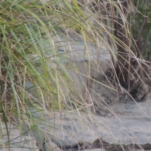 Carex polyantha at Greenway, ACT - 1 Mar 2016