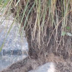 Carex polyantha at Greenway, ACT - 1 Mar 2016