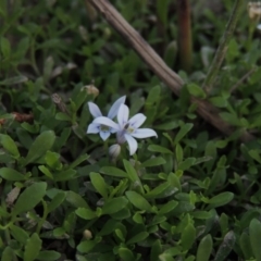 Isotoma fluviatilis subsp. australis (Swamp Isotome) at Greenway, ACT - 1 Mar 2016 by michaelb