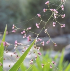 Isachne globosa (Swamp Millet) at Pine Island to Point Hut - 1 Mar 2016 by michaelb