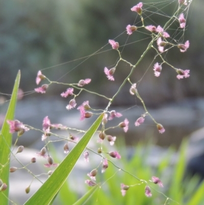 Isachne globosa (Swamp Millet) at Pine Island to Point Hut - 1 Mar 2016 by michaelb