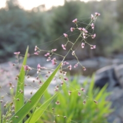 Isachne globosa at Greenway, ACT - 1 Mar 2016