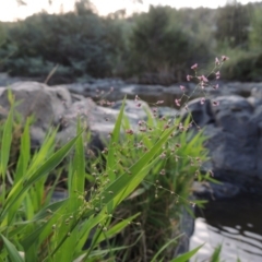 Isachne globosa at Greenway, ACT - 1 Mar 2016