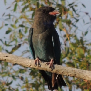 Eurystomus orientalis at Paddys River, ACT - 2 Mar 2016