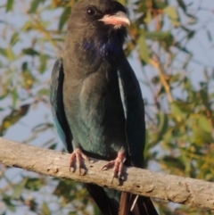 Eurystomus orientalis at Paddys River, ACT - 2 Mar 2016