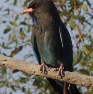 Eurystomus orientalis at Paddys River, ACT - 2 Mar 2016