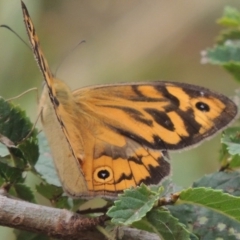 Heteronympha merope (Common Brown Butterfly) at Tharwa, ACT - 21 Dec 2015 by michaelb