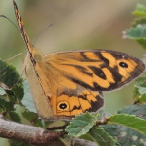 Heteronympha merope at Tharwa, ACT - 21 Dec 2015 06:28 PM