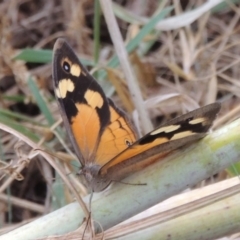 Heteronympha merope (Common Brown Butterfly) at Point Hut to Tharwa - 21 Dec 2015 by michaelb