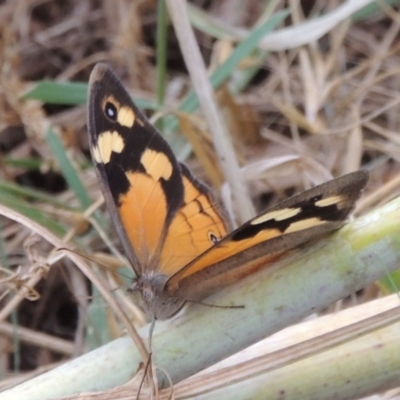 Heteronympha merope (Common Brown Butterfly) at Tharwa, ACT - 21 Dec 2015 by MichaelBedingfield