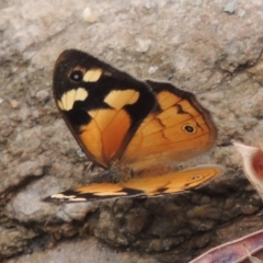 Heteronympha merope at Tharwa, ACT - 21 Dec 2015 06:31 PM