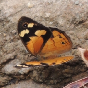 Heteronympha merope at Tharwa, ACT - 21 Dec 2015 06:31 PM