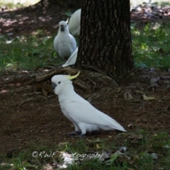 Cacatua galerita (Sulphur-crested Cockatoo) at Amaroo, ACT - 3 Mar 2016 by RichForshaw