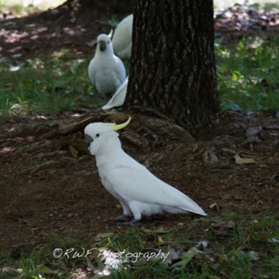 Cacatua galerita (Sulphur-crested Cockatoo) at Amaroo, ACT - 3 Mar 2016 by RichForshaw