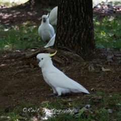 Cacatua galerita (Sulphur-crested Cockatoo) at Amaroo, ACT - 3 Mar 2016 by Rich Forshaw