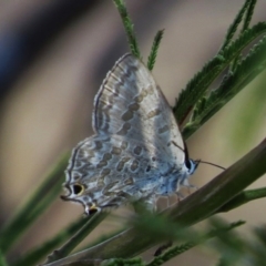 Jalmenus icilius (Amethyst Hairstreak) at Chifley, ACT - 3 Mar 2016 by JohnBundock