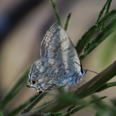 Jalmenus icilius (Amethyst Hairstreak) at Chifley, ACT - 3 Mar 2016 by JohnBundock