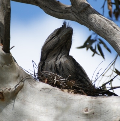 Podargus strigoides (Tawny Frogmouth) at Red Hill, ACT - 13 Oct 2015 by roymcd