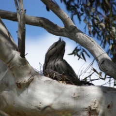 Podargus strigoides at Red Hill, ACT - 13 Oct 2015 02:32 PM