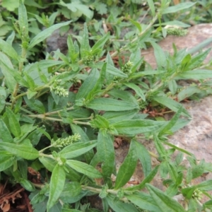 Persicaria prostrata at Tharwa, ACT - 21 Dec 2015