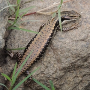 Eulamprus heatwolei at Tharwa, ACT - 21 Dec 2015 06:38 PM