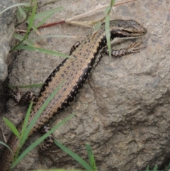 Eulamprus heatwolei at Tharwa, ACT - 21 Dec 2015 06:38 PM