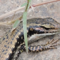 Eulamprus heatwolei at Tharwa, ACT - 21 Dec 2015 06:38 PM